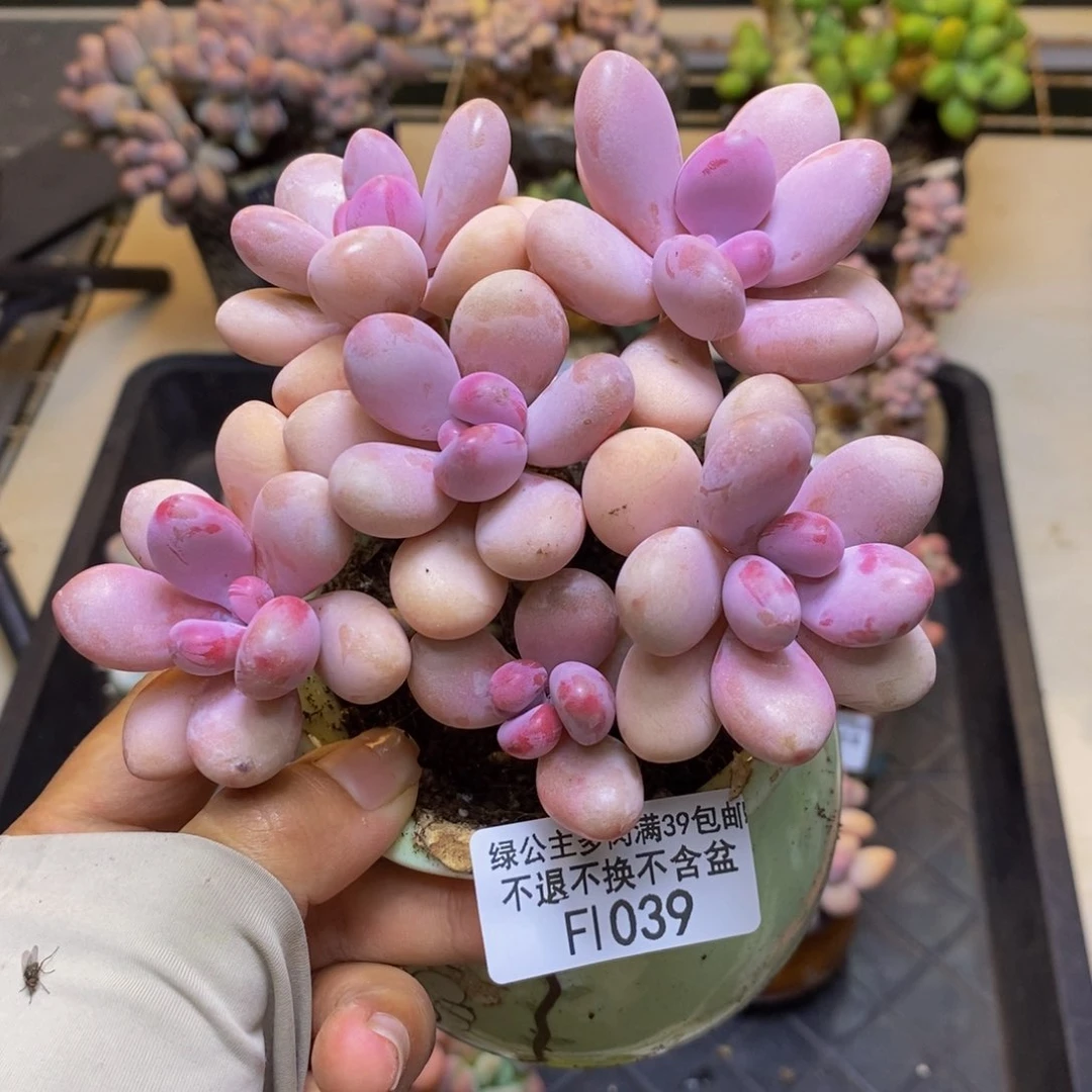 039糖果桃蛋多肉10c m