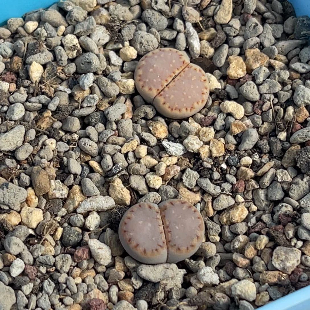 2472粉饼干两颗。
