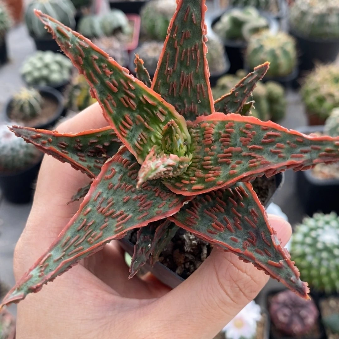园艺芦荟植播园艺优选