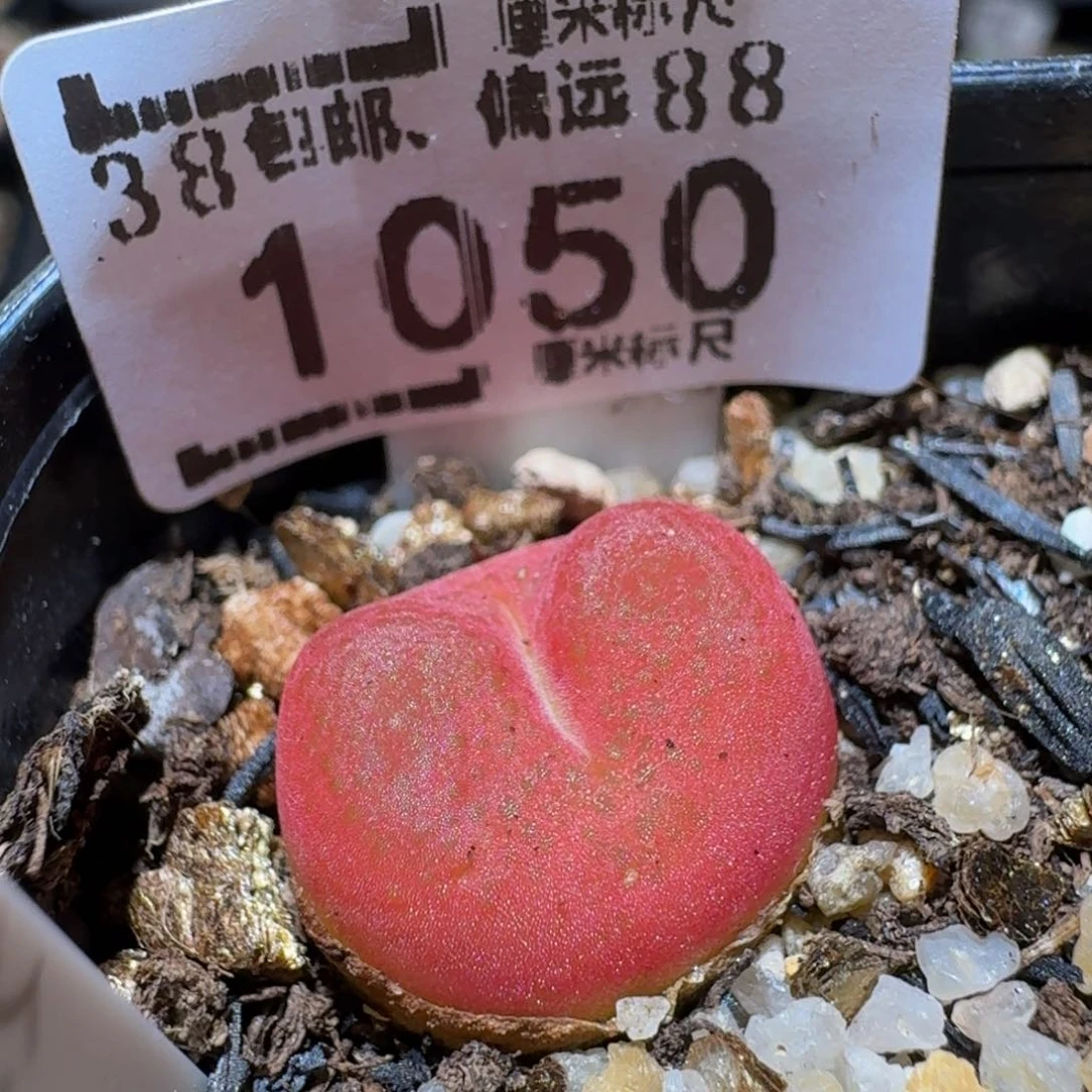 Sss生石花多肉1050水蜜桃