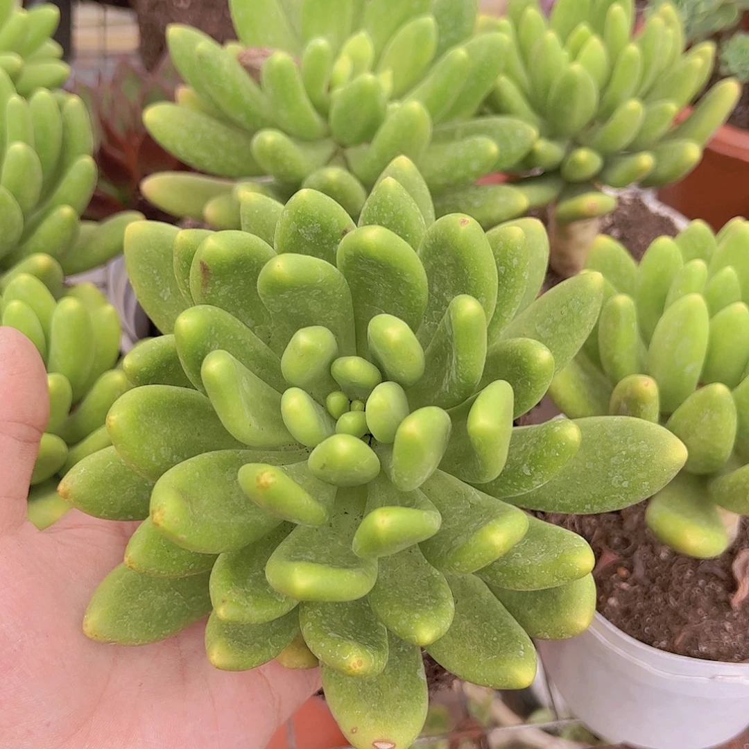 金蟾大单头精品老桩特价