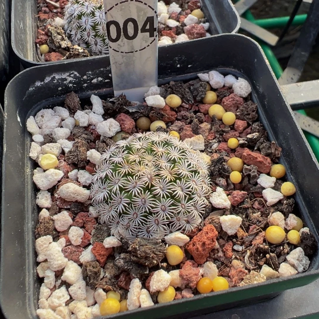 004实生根克氏丸多肉植物带盆土