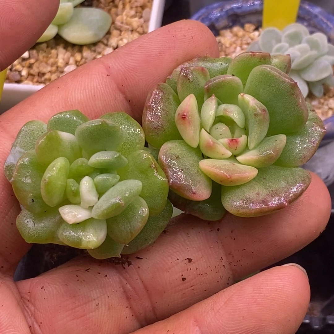 ψ***ψ574冰魄锦拉丝福利，两个