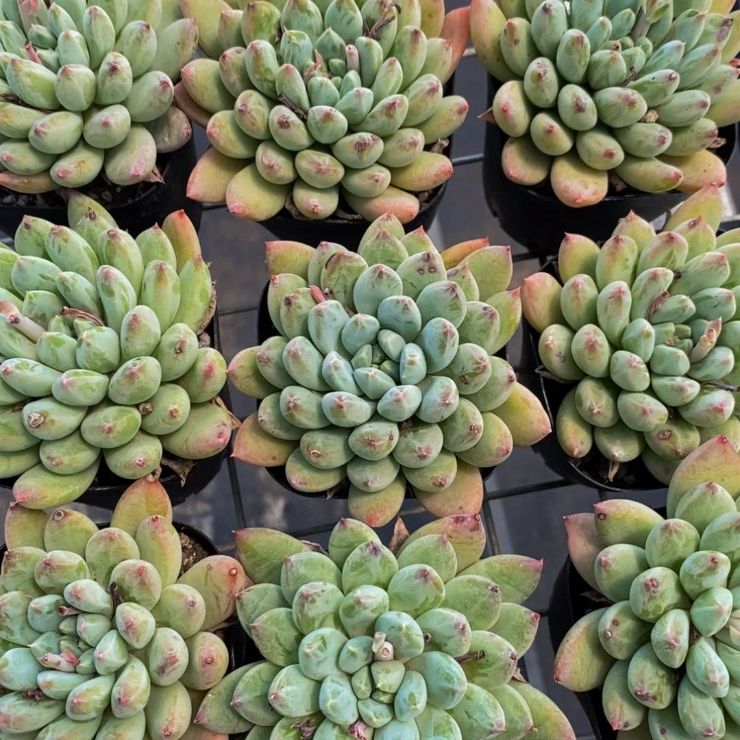 94-精品母本幻影如雪美人单头一个