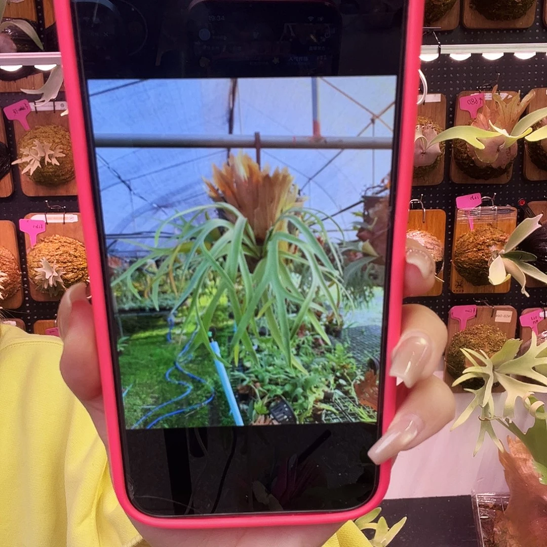 nook 海鸥三混 侧 黑牌