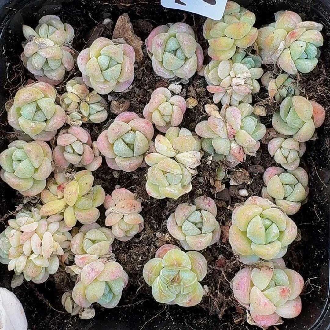 多肉植物多肉植物786