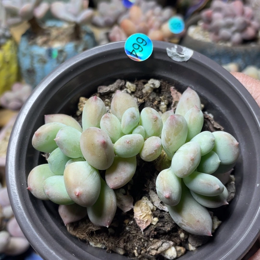 萤火奶酪多肉植物