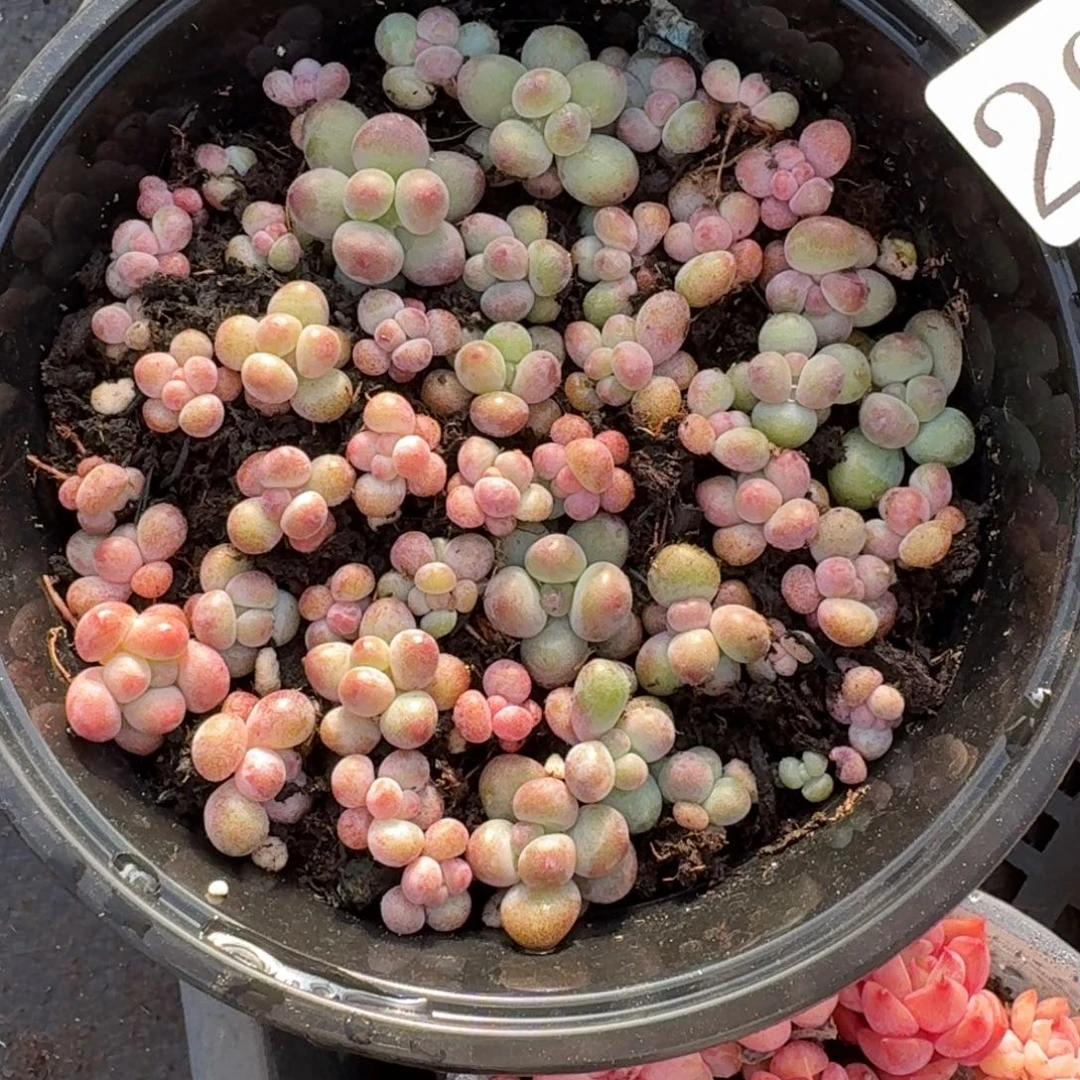 多肉植物多肉植物298