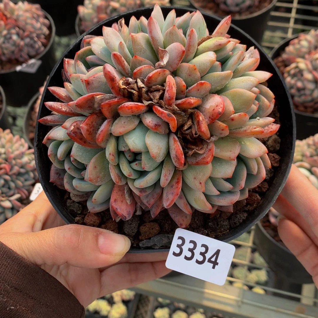 3334饿呢么……不能自拔