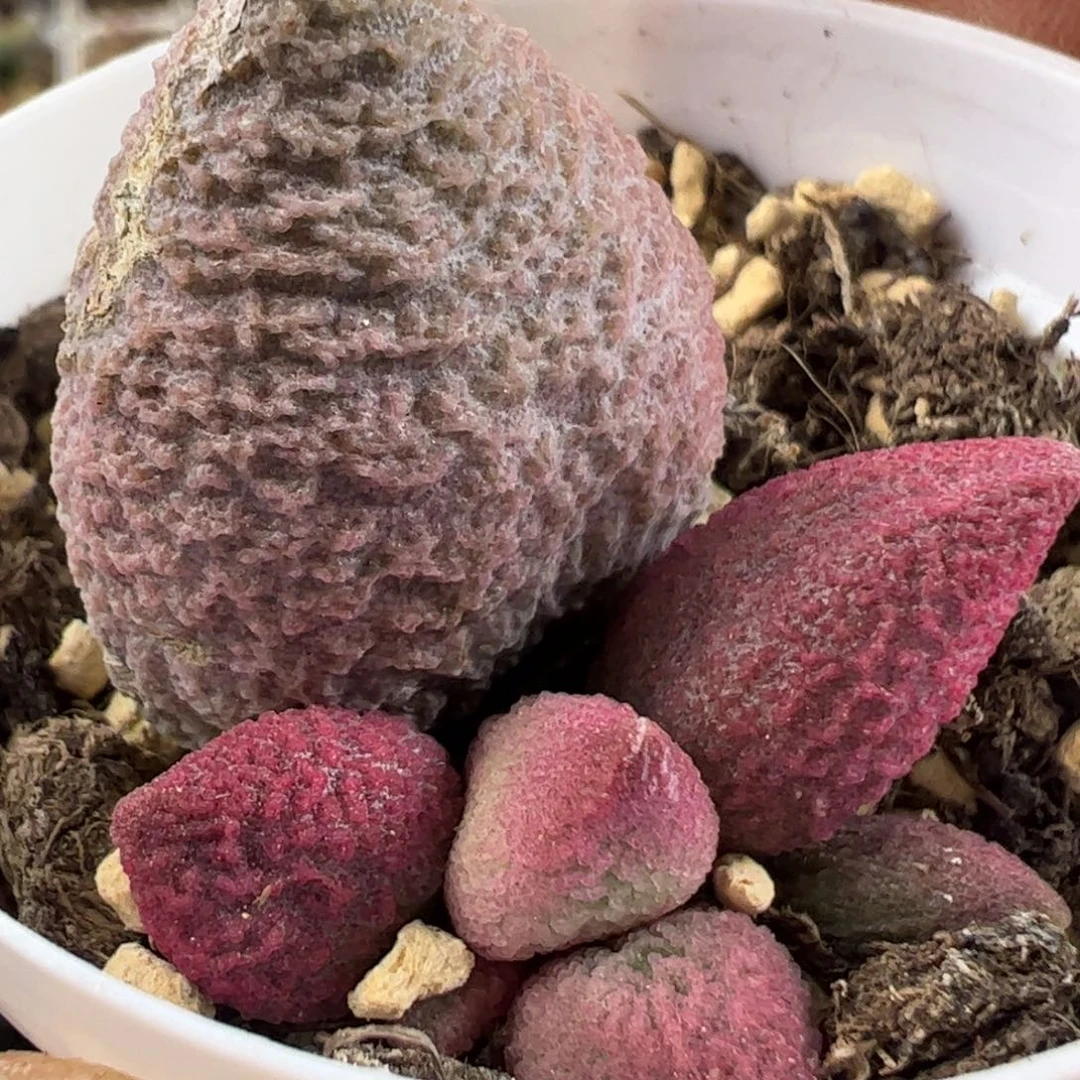 赛服部水泡多肉植物