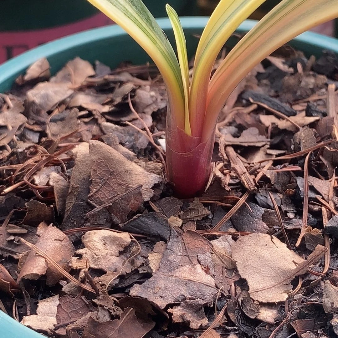 奇异彩四叶琼姨一套拍