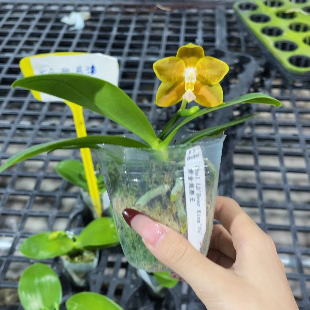 无花朵蝴蝶兰原生
