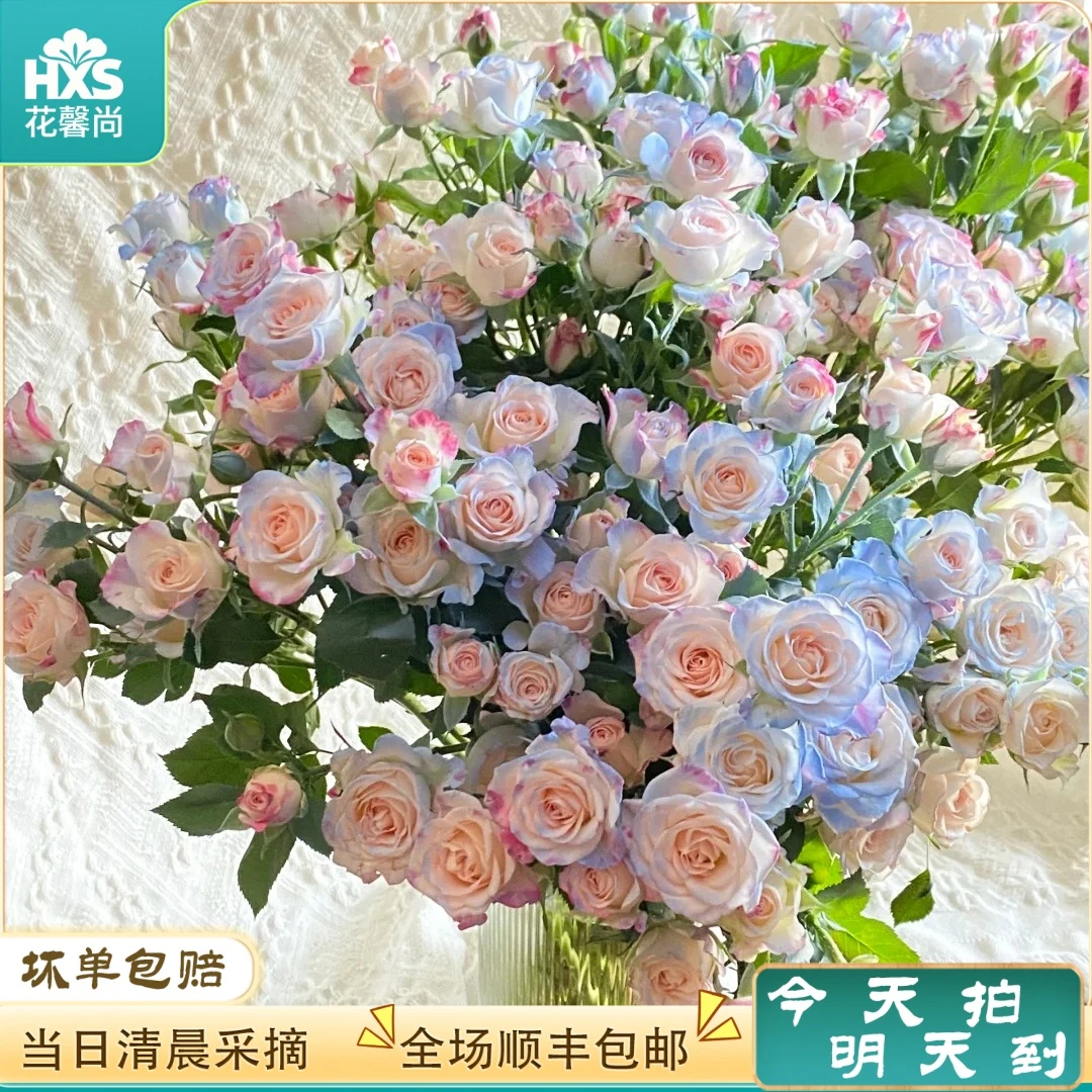 次日达 -【碎冰蓝折射泡泡】5枝多头玫瑰鲜花鲜切花家居用花发两单升级顺丰包邮三单送随机花瓶今天拍明天到18