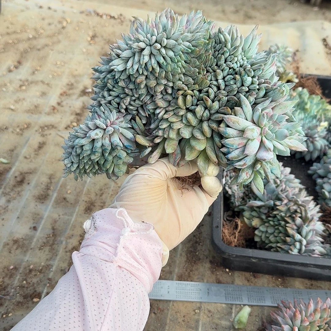 星影大树呀呀呀呀