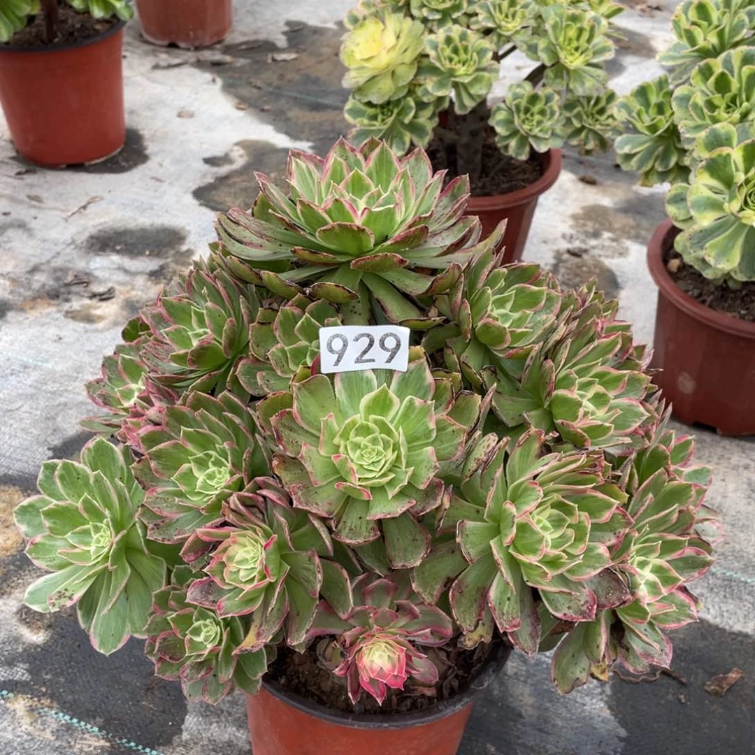 莲花多肉植物老桩