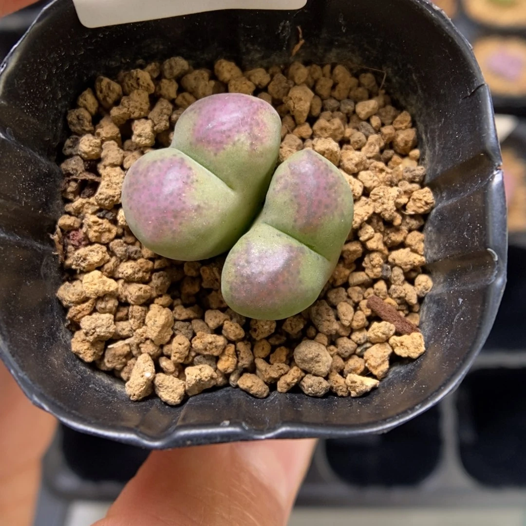多肉植物肉锥杂交K-3338