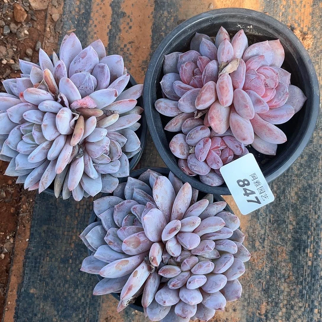 阿雅园艺。         847