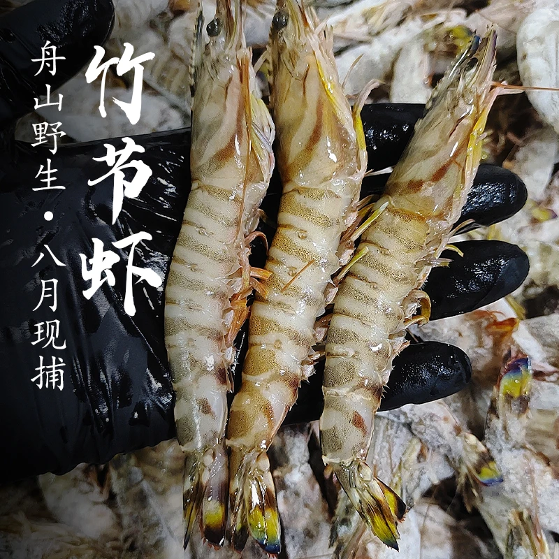 舟山野生海捕竹节虾新鲜天然船冻竹节虾基围虾非养殖海虾