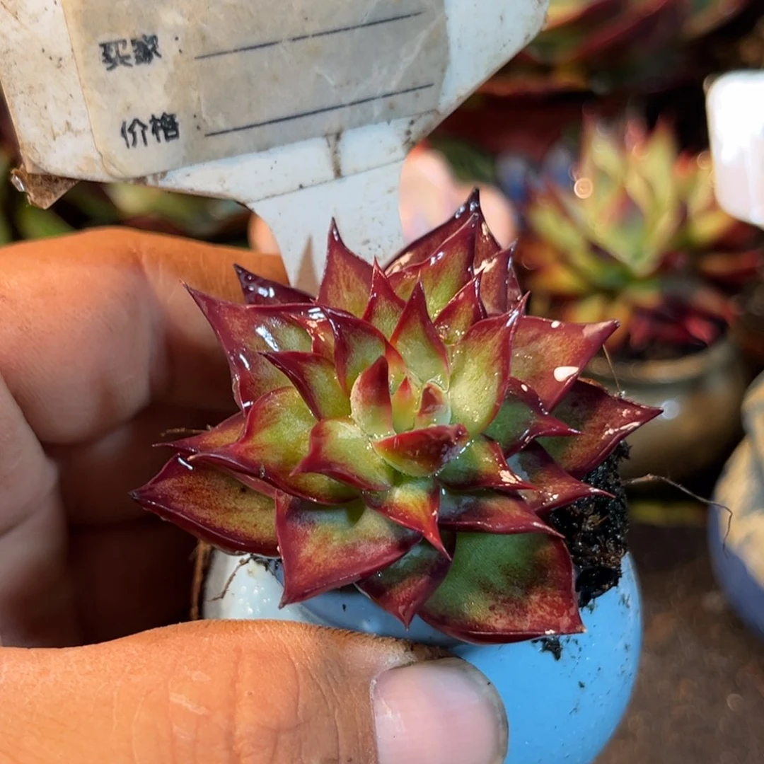 惊鸿一瞥多肉植物444