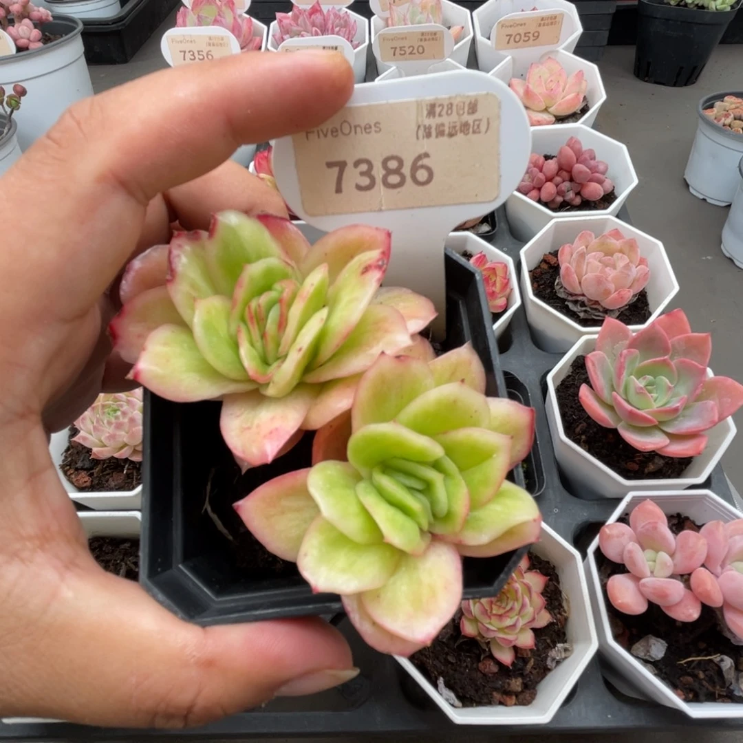 7386冰玫瑰5.0厘米