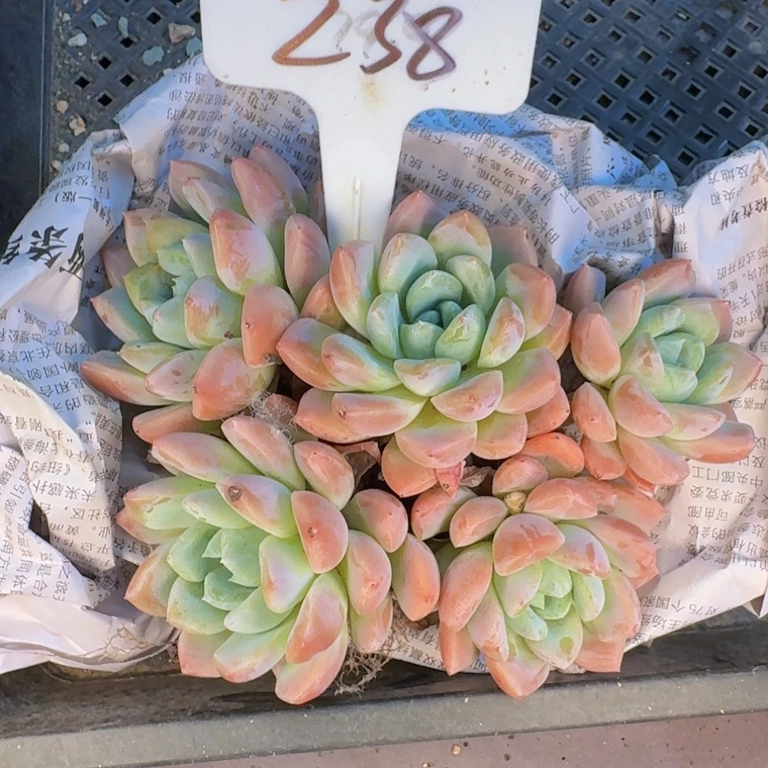 多肉植物的生长发育与生长