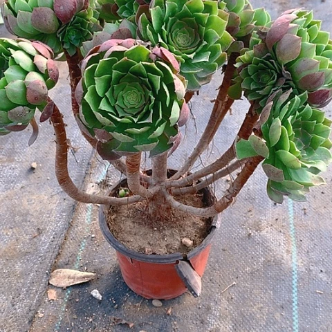 530万圣节多肉植物