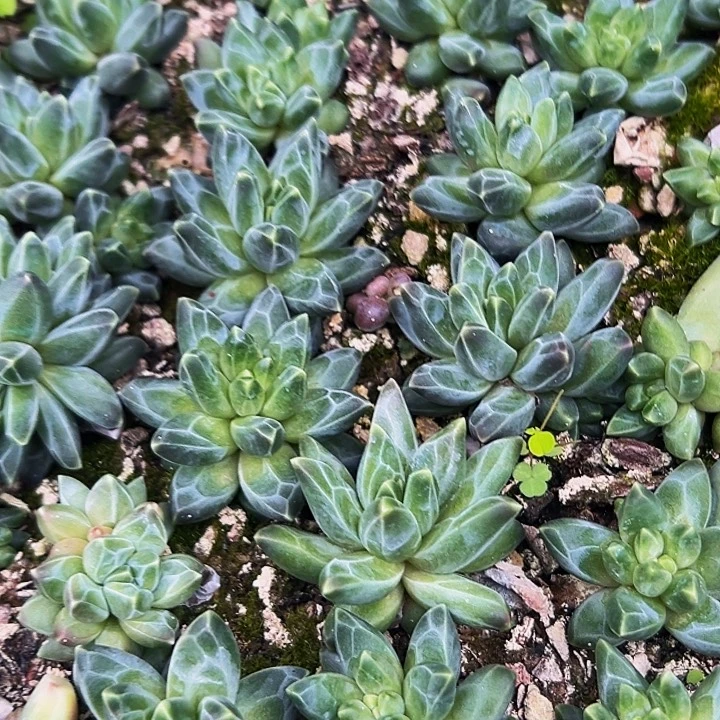 10颗美人系列多肉植物