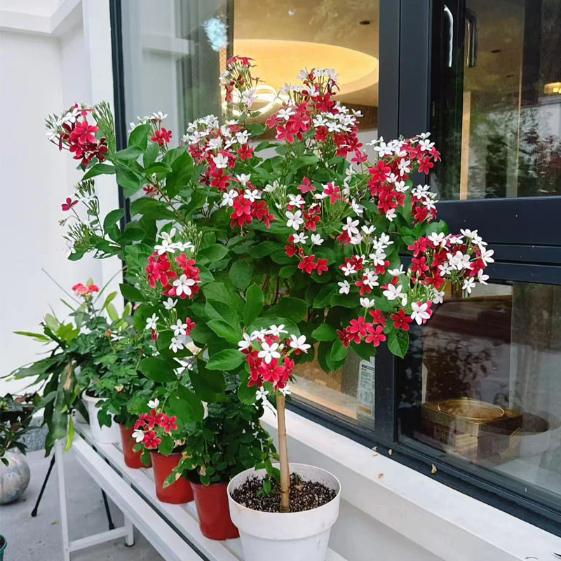 【棒棒糖使君子】带花苞四季花卉好养耐热开花植物