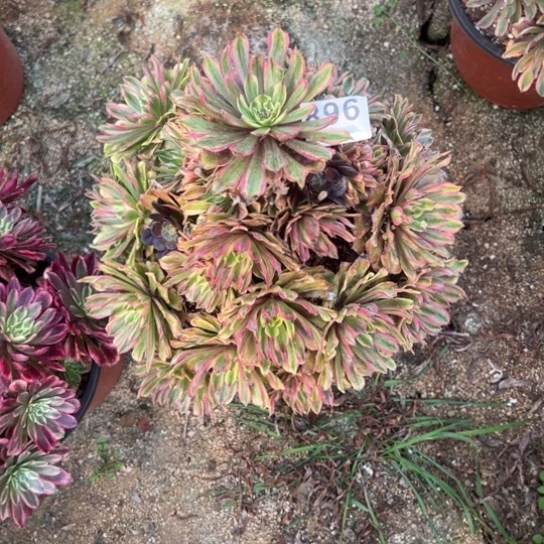 缘*896初恋多肉植物花花