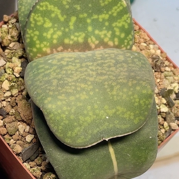 恐龙卧牛一物一拍2号