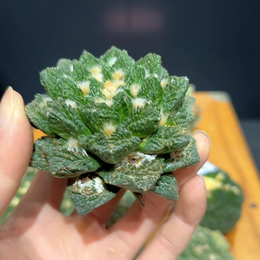 8号自根龙角龟111