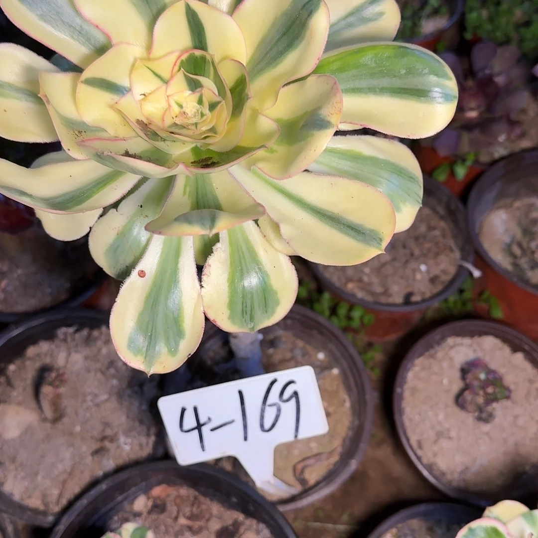 4-169燕姿多肉法师多肉