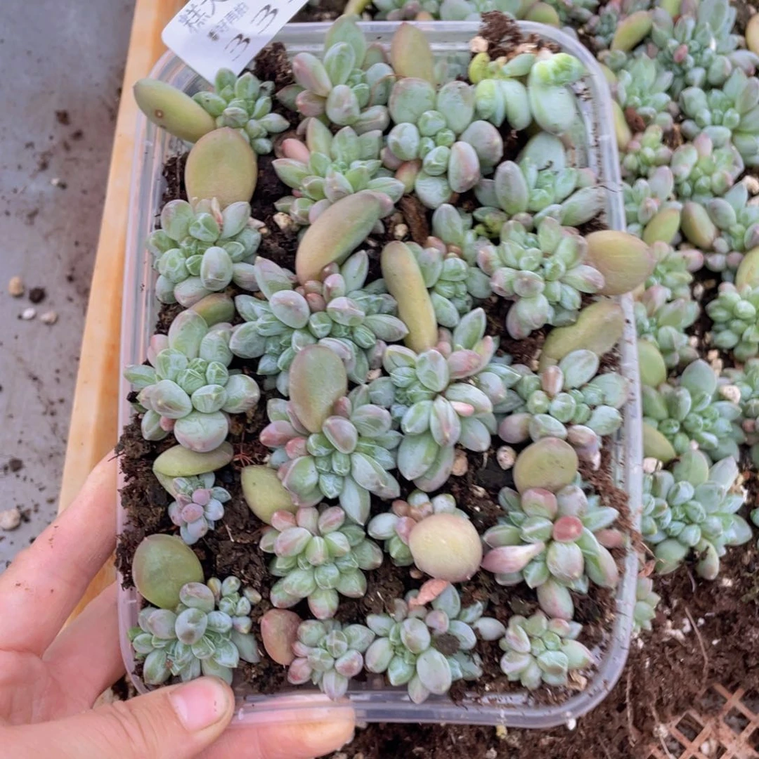 糕大上多肉植物339