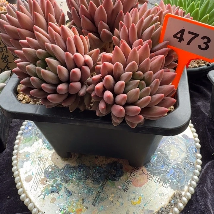 多肉植物虞姬美人473