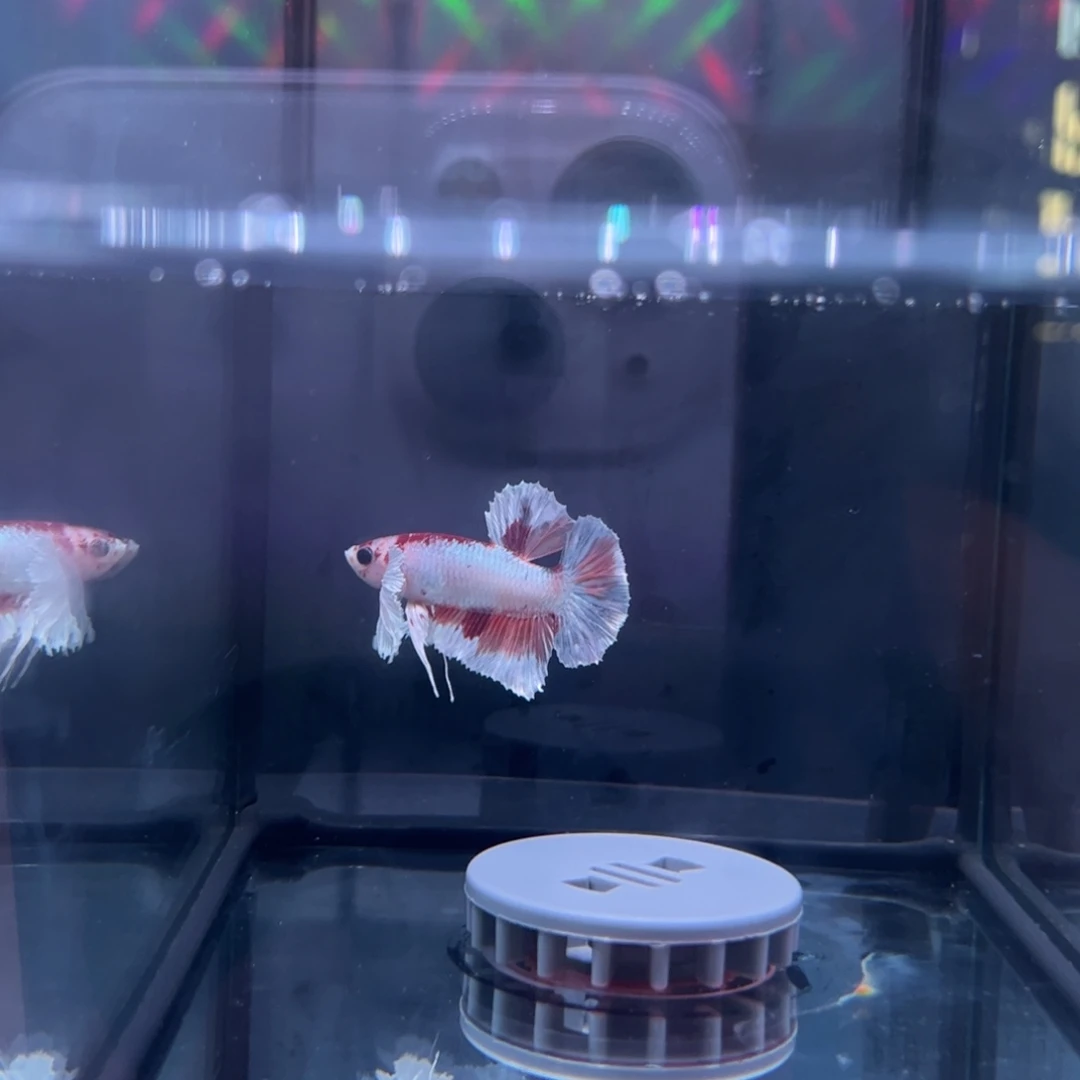 斗鱼泰国斗鱼80号