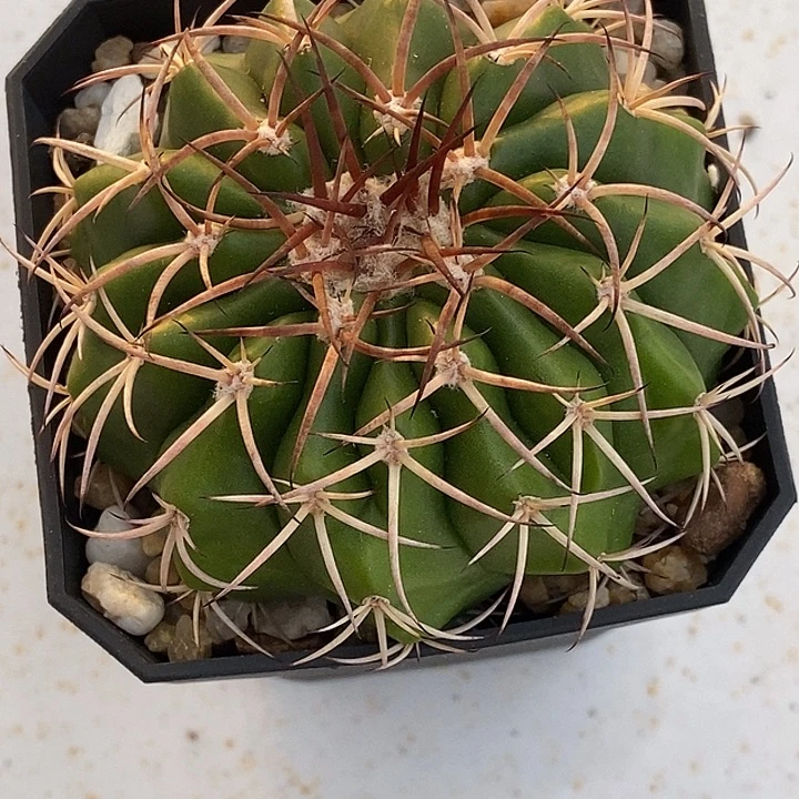 大型强刺圆盘玉一个仙人球