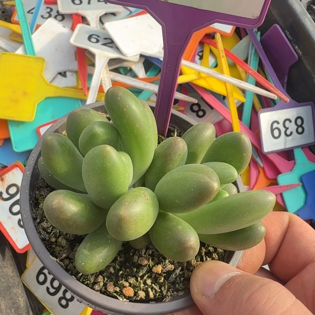 黄***司多肉植物漂亮X系787