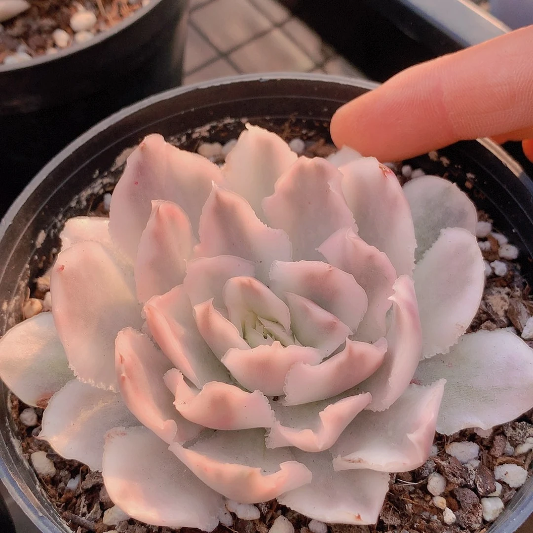 紫蝴蝶锦23567789990