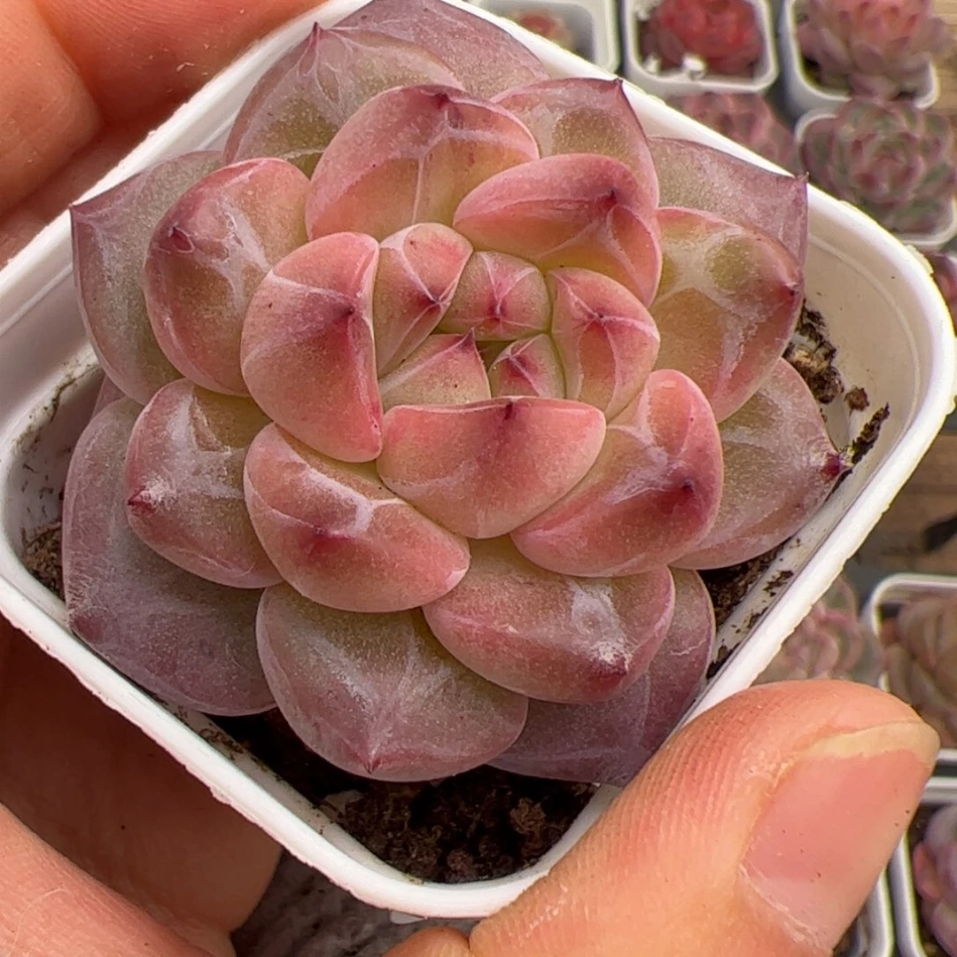 ?****?652 多肉植物组合