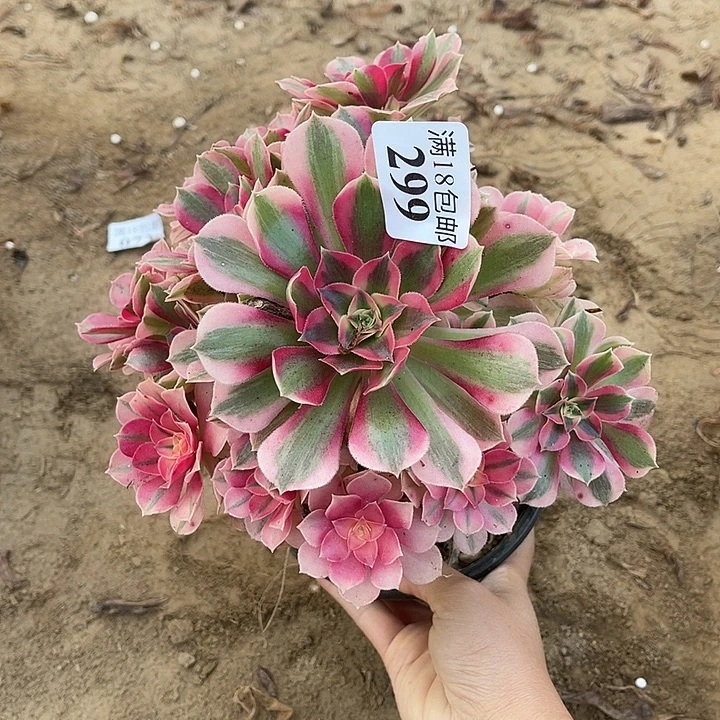 玲***299粉女巫手捧1号棚