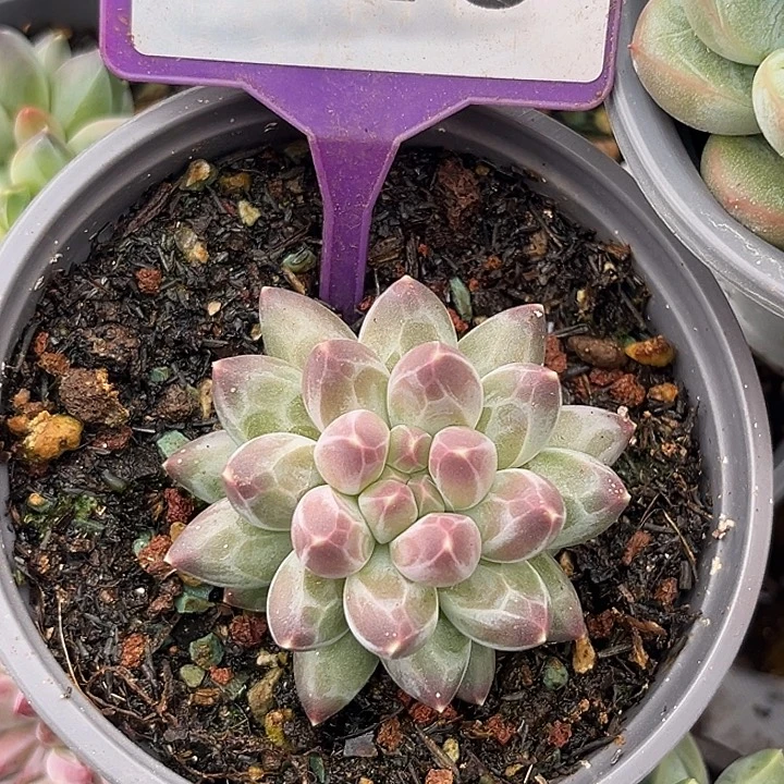 申公豹一物一拍845