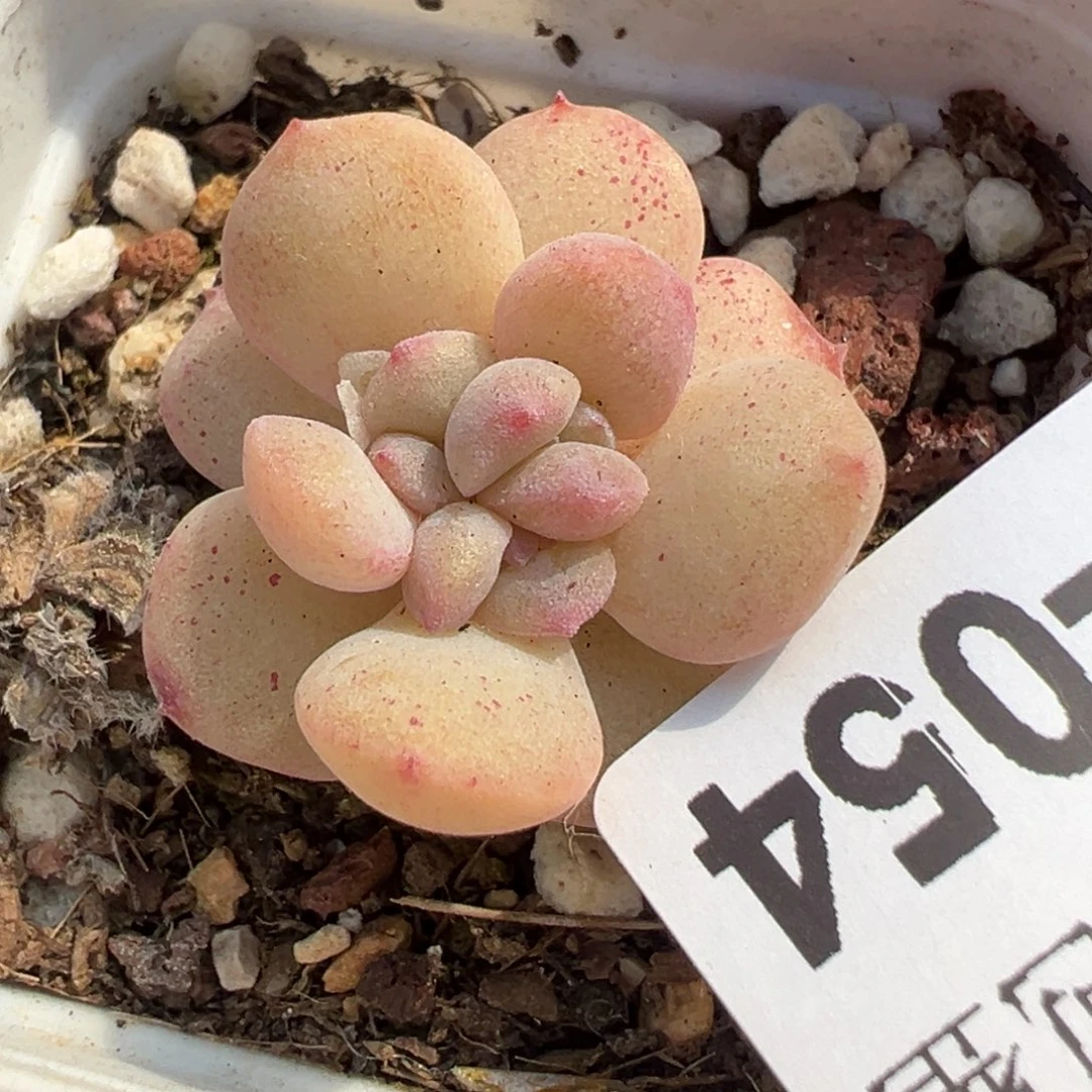 小卡拉米糖心一物一拍19-54