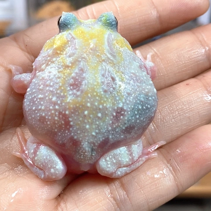 角蛙487号双基因白变