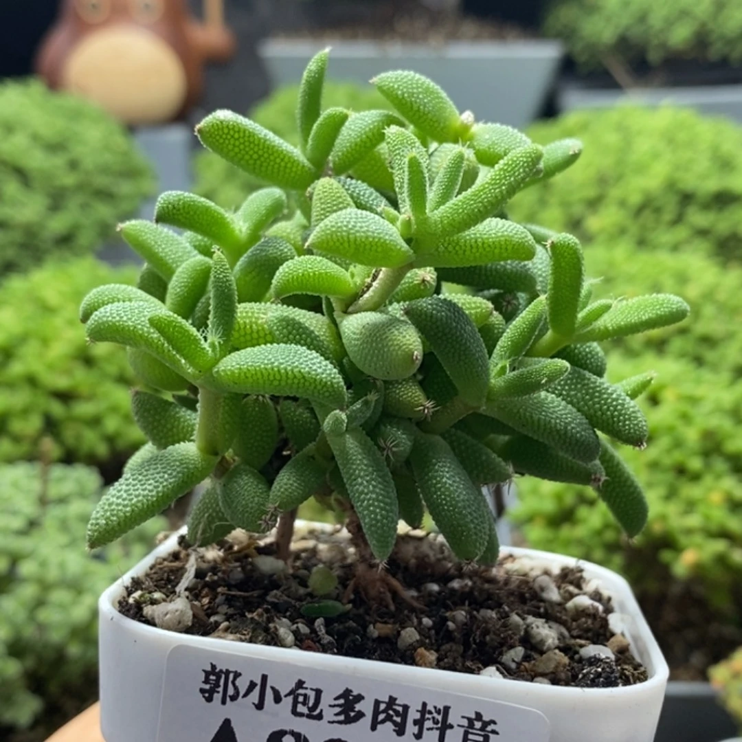实生玉米8256枝干番杏