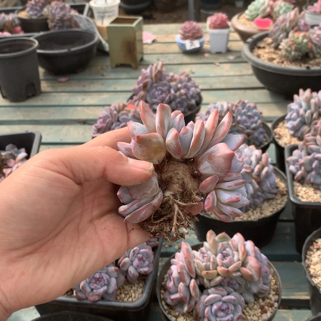 无花朵哈哈哈哈哈哈哈哈42