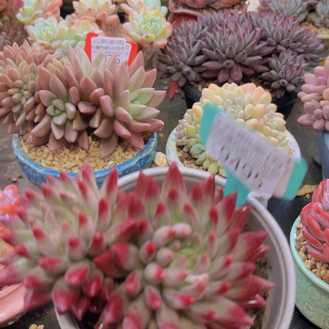 9495虞美人多肉植物