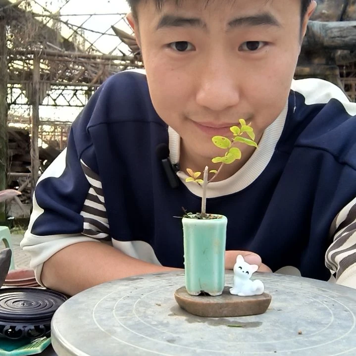 豆*小盆景小植物一物一拍110