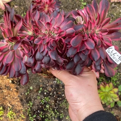 717美杜莎豹纹缀满25包邮多肉