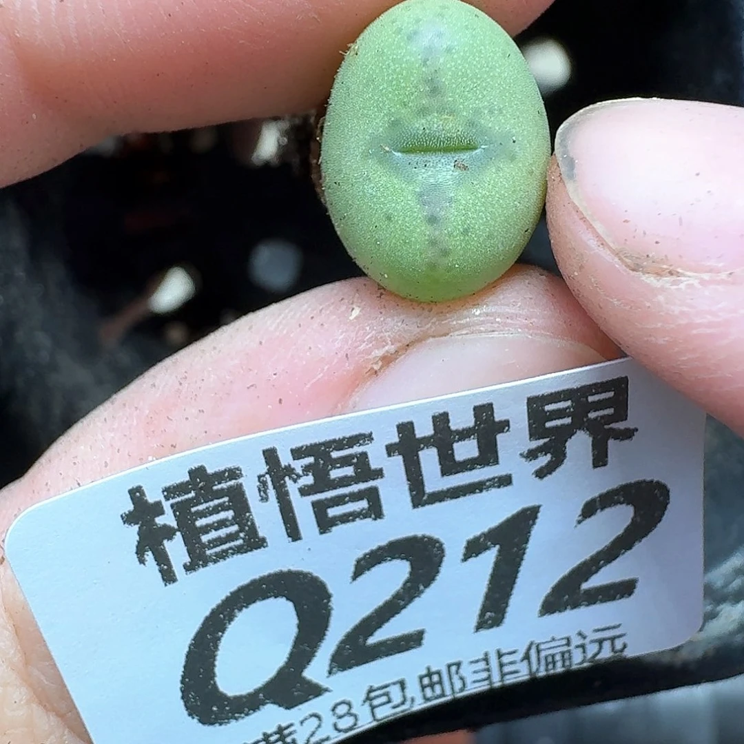 多肉植物的动作发发b