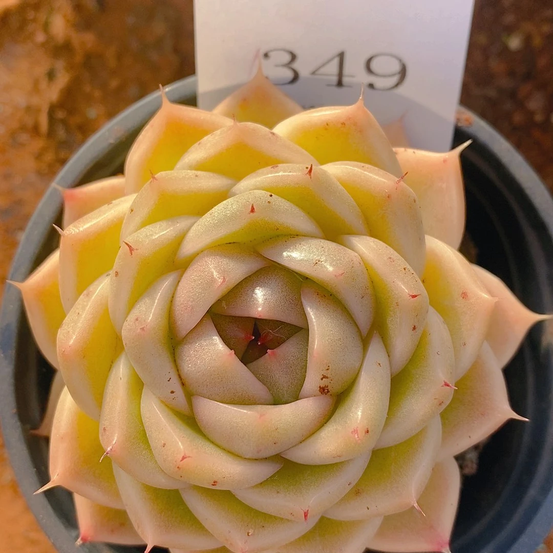 【闪购商品】云349